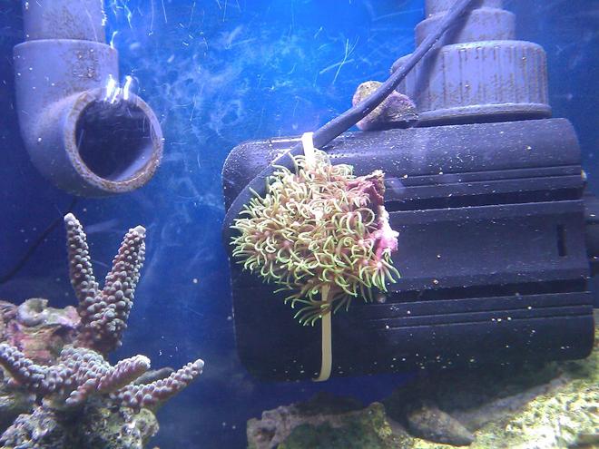 corals inverts - briareum sp. - starburst polyp stocking in 55 gallons tank - Metallic Green Starburst Polyps