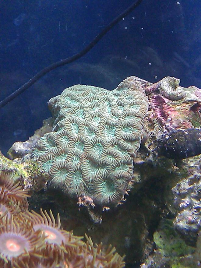 corals inverts - favites sp. - brain coral stocking in 55 gallons tank - Green Brain
