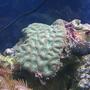 corals inverts - favites sp. - brain coral stocking in 55 gallons tank - Green Brain