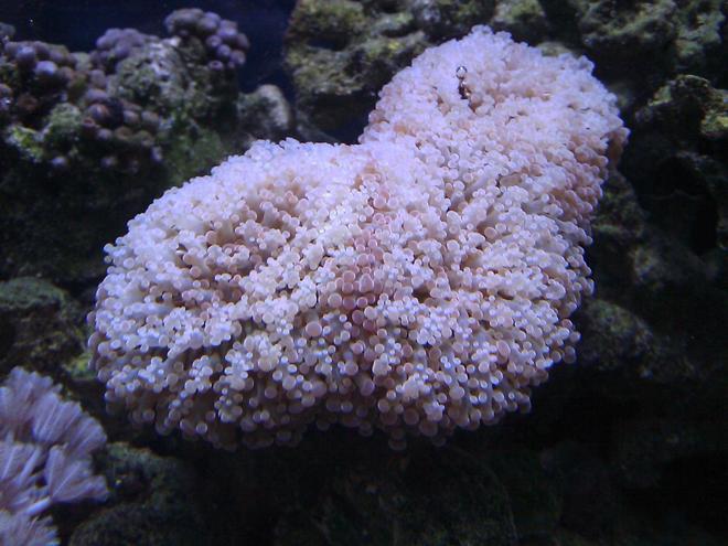 corals inverts - euphyllia paradivisa - frogspawn coral - branched stocking in 55 gallons tank - Frogspawn