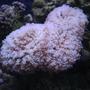 corals inverts - euphyllia paradivisa - frogspawn coral - branched stocking in 55 gallons tank - Frogspawn
