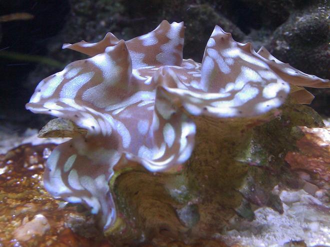 corals inverts - tridacna squamosa - squamosa clam stocking in 55 gallons tank - Clam
