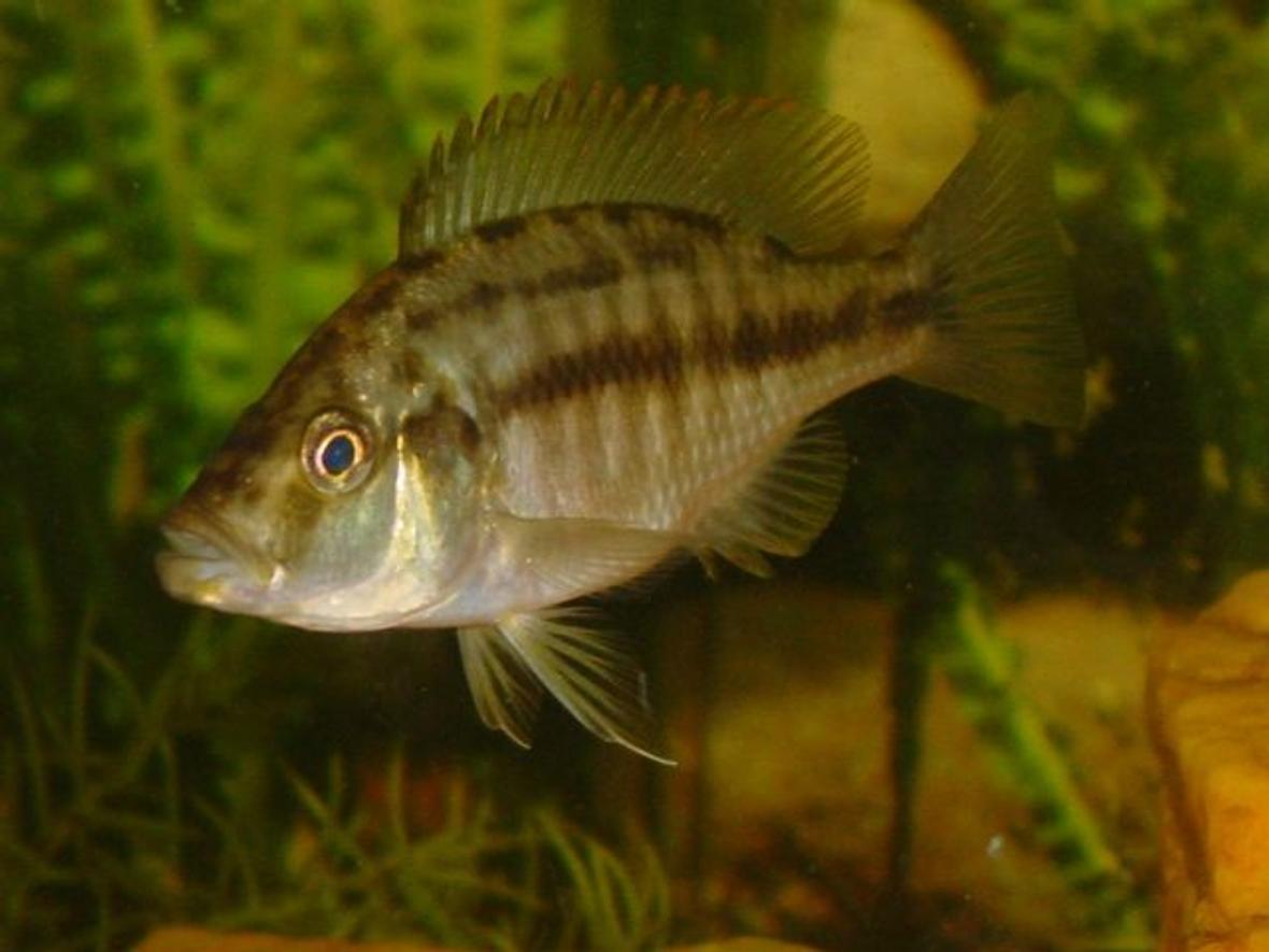 freshwater fish - dimidiochromis compressiceps - compressiceps cichlid stocking in 55 gallons tank - Dimidiochromis compressiceps ~ (Malawi Eye Biter). My favorite fish, James Bond even though I think she is a female! That's ok with me! ~