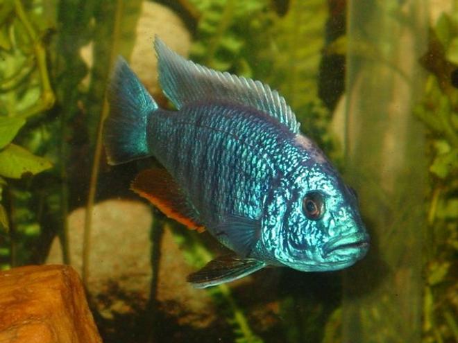freshwater fish - sciaenochromis fryeri - electric blue hap stocking in 55 gallons tank - My gorgeous Electric Blue Ahli, Beebee ~  we found out his mate was actually another male and they weren't mating, they were fighting, so we are getting some more Ahli's to find him a friend!  ~