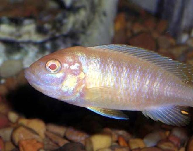 freshwater fish - aulonocara sp. - albino peacock cichlid stocking in 55 gallons tank - Albino Mbuna Cichlid.