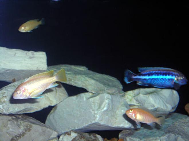 freshwater fish - aulonocara sp. - albino peacock cichlid stocking in 55 gallons tank - Group Shot.