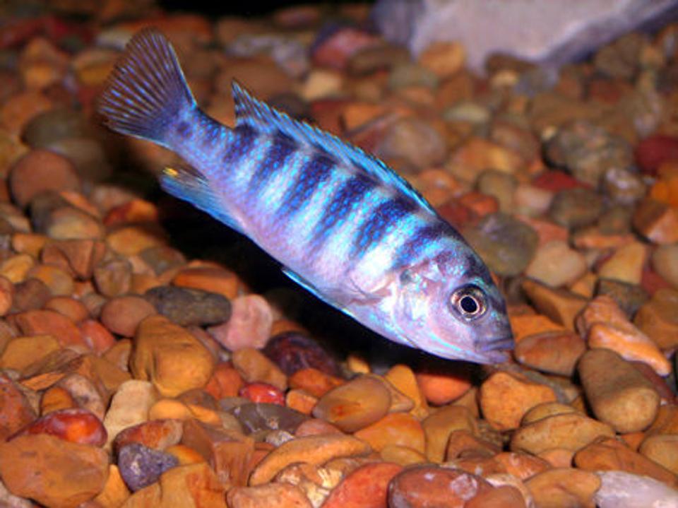 freshwater fish - aulonocara stuartgranti sp. - chilumba peacock stocking in 55 gallons tank - Unknown Cichlid.