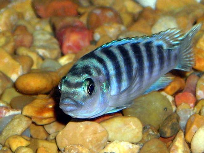 freshwater fish - aulonocara stuartgranti sp. - chilumba peacock stocking in 55 gallons tank - Unknown Cichlid.