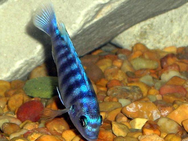 freshwater fish - labeotropheus fuelleborni - fuelleborni cichlid, marmalade stocking in 55 gallons tank - Cichlid Picking For food.