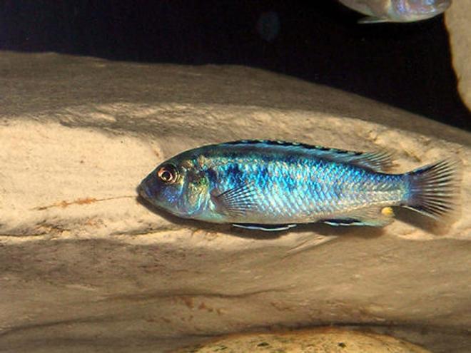 freshwater fish - otopharynx lithobates - sulphur crested lithobate stocking in 55 gallons tank - African Cichlid.