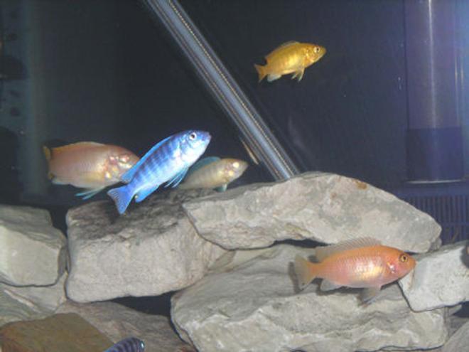 freshwater fish - aulonocara sp. - albino peacock cichlid stocking in 55 gallons tank - African group Shot.