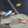 freshwater fish - aulonocara sp. - albino peacock cichlid stocking in 55 gallons tank - African group Shot.