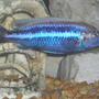 freshwater fish - melanochromis auratus - auratus cichlid stocking in 55 gallons tank - Melanochromis auratus Male.