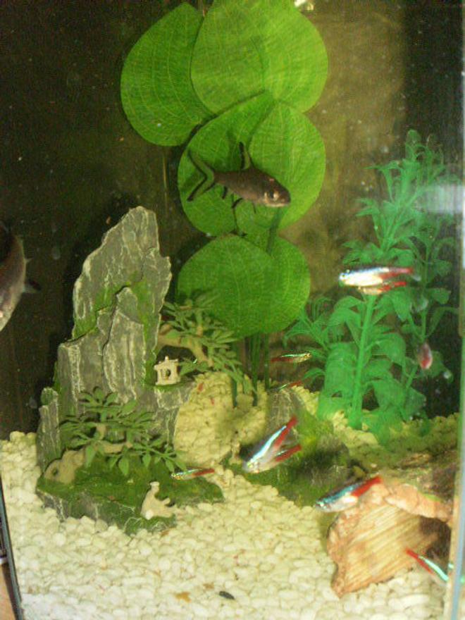 freshwater fish - paracheirodon innesi - diamond head neon tetra stocking in 25 gallons tank - the start of my japanese style theme... not the best photo is kind of hard to take a picture cause of the shape of tank, being hexagon all the photos end up having a line in them :( im actually upgrading soon so a new photo hopefully in the next three wks or so :D