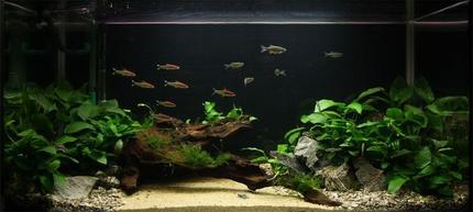 50 gallons planted tank (mostly live plants and fish) - Anubias Paradise