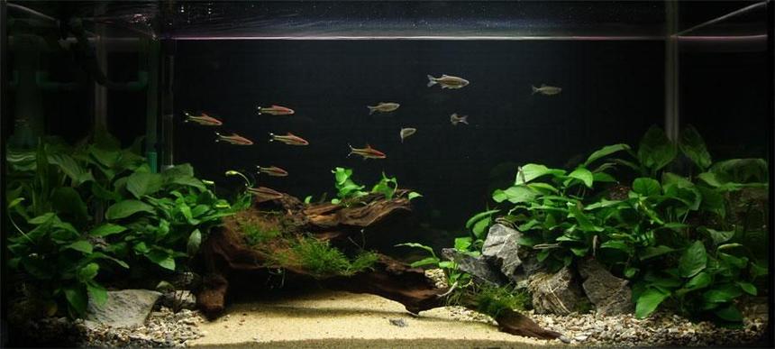 Rated #55: 50 Gallons Planted Tank - Anubias Paradise