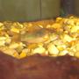 freshwater fish - corydoras aeneus - bronze cory - This is a picture one of my two Bronze cory's. I have had it for about 6 months now.