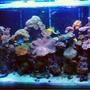 250 gallons reef tank (mostly live coral and fish) - Latest Uploade Picture