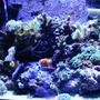 fish tank picture - My First Reef Tank ( 10 Month Old Bio-Cube 14 )
