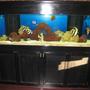 125 gallons saltwater fish tank (mostly fish, little/no live coral) - my 125