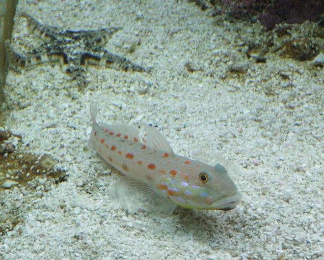 saltwater fish - valencienna puellaris - diamond watchman goby stocking in 58 gallons tank - Indo Diamond Goby and Sand Sifting Star.