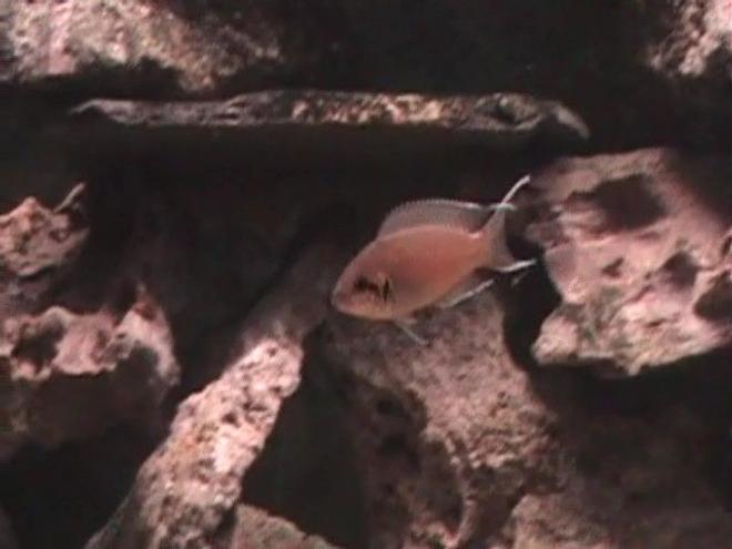 freshwater fish - neolamprologus brichardi - brichardi cichlid stocking in 120 gallons tank - Neolamprologus brichardi