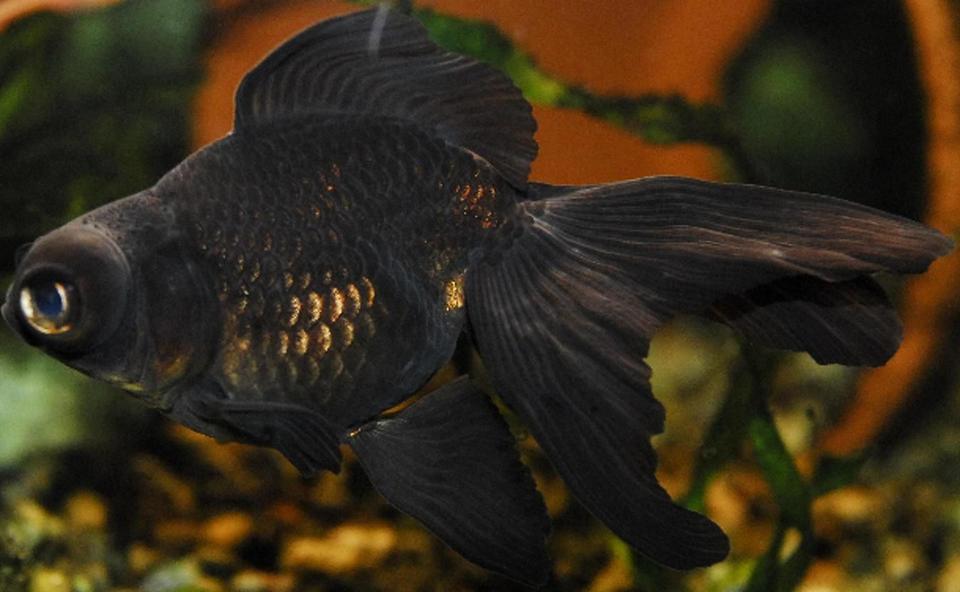 freshwater fish - carassius auratus - black moor goldfish stocking in 55 gallons tank - 4" Black Moor Goldfish