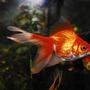 freshwater fish - carassius auratus - fantail goldfish stocking in 55 gallons tank - 4" Orange Goldfish