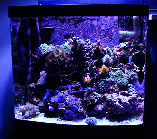 14 gallons reef tank (mostly live coral and fish) - My First Reef Tank ( 10 Month Old Bio-Cube 14 )