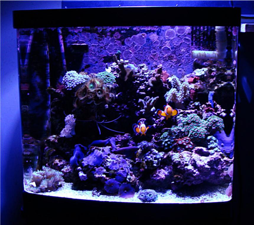 Rated #58: 14 Gallons Reef Tank - My First Reef Tank ( 10 Month Old Bio-Cube 14 )