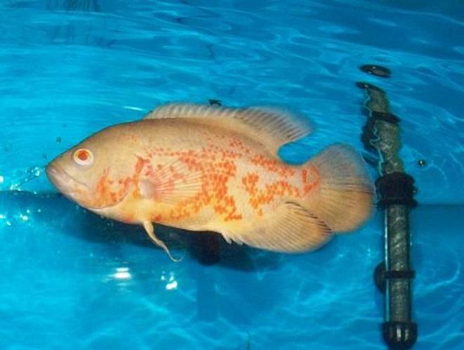 freshwater fish - astronotus ocellatus - albino oscar stocking in 55 gallons tank - This is my 6" inch (ALBINO OSCAR). Hes just chillen in the water.