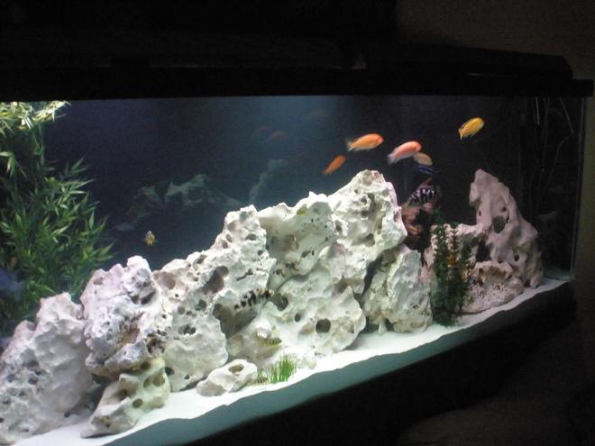 160 gallons freshwater fish tank (mostly fish and non-living decorations) - With our Fish in it