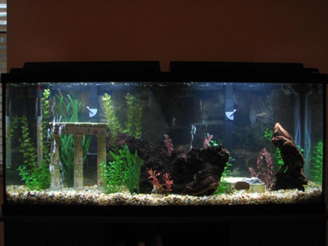 55 gallons freshwater fish tank (mostly fish and non-living decorations) - 55 Gallon Amazon-type Tank. Nothing much in it now, will have tetras and angels.