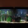 55 gallons freshwater fish tank (mostly fish and non-living decorations) - 55 Gallon Amazon-type Tank. Nothing much in it now, will have tetras and angels.