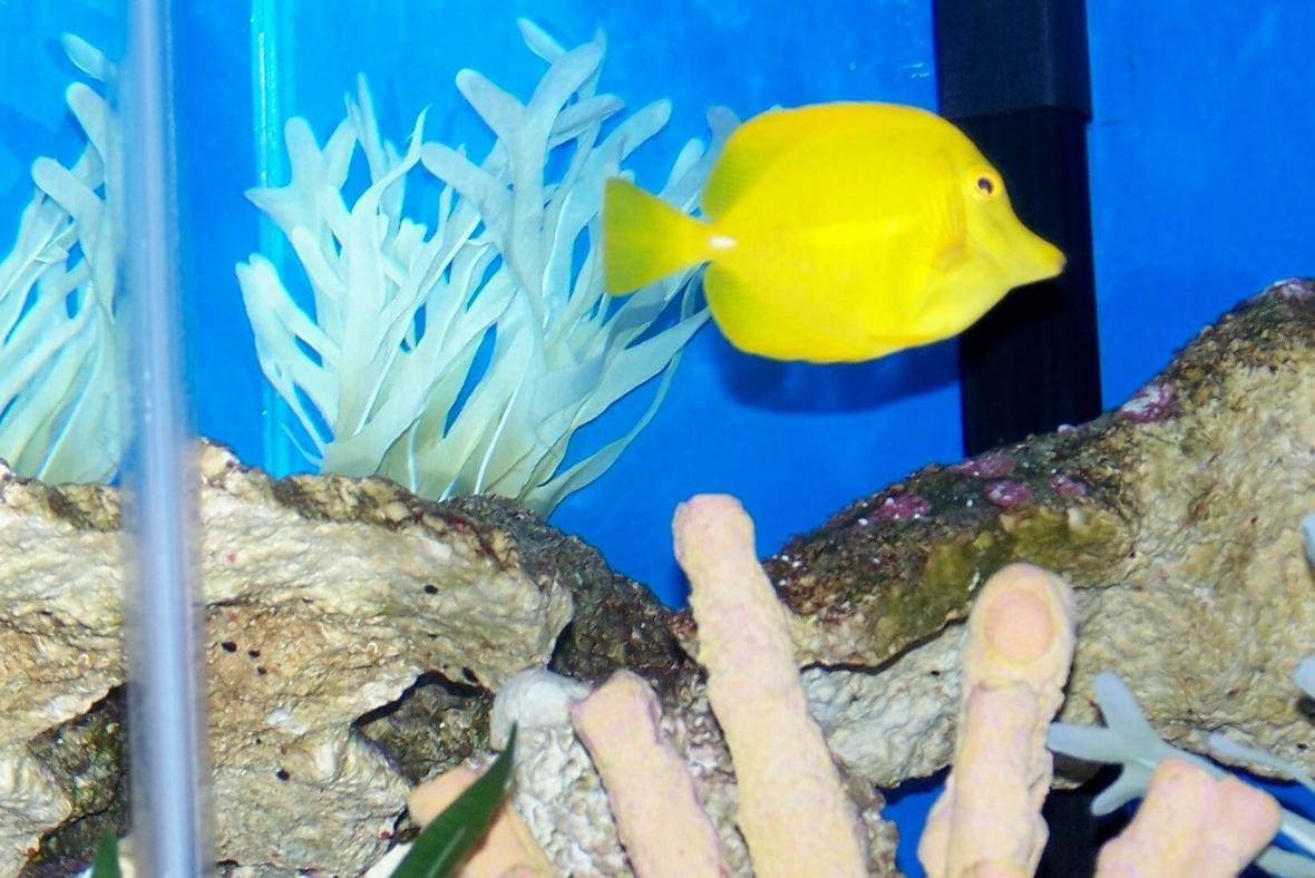 saltwater fish - zebrasoma flavescens - yellow tang - hawaii stocking in 50 gallons tank - My yellow tang King of the reef