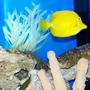 saltwater fish - zebrasoma flavescens - yellow tang - hawaii stocking in 50 gallons tank - My yellow tang King of the reef