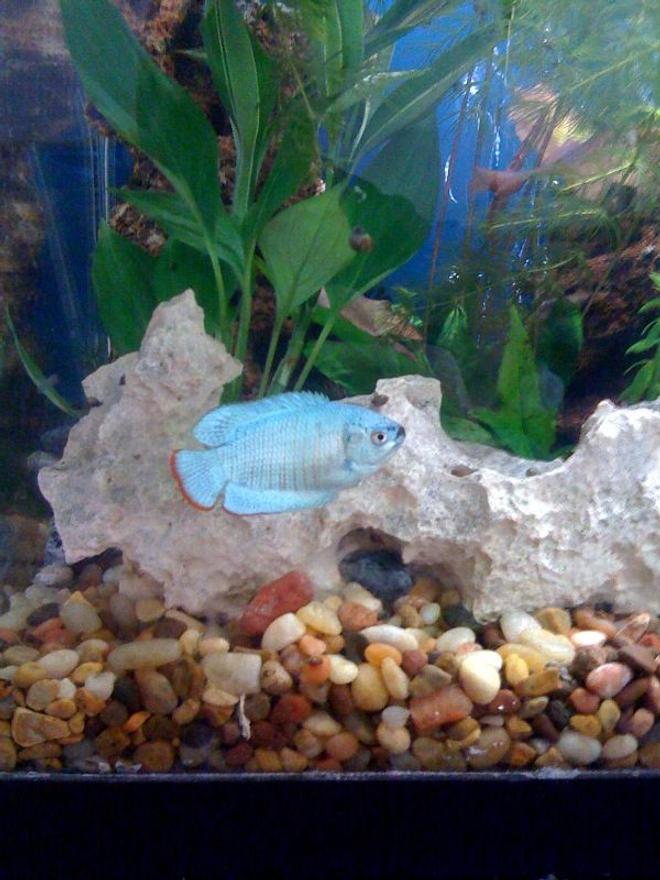 freshwater fish - colisa lalia - powder blue dwarf gourami stocking in 30 gallons tank - Dwarf Gourami
