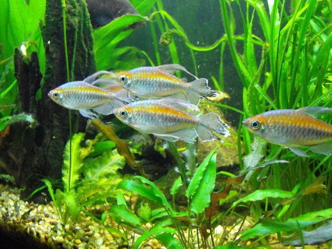 freshwater fish - phenacogrammus interruptus - congo tetra stocking in 55 gallons tank - Congo Tetra