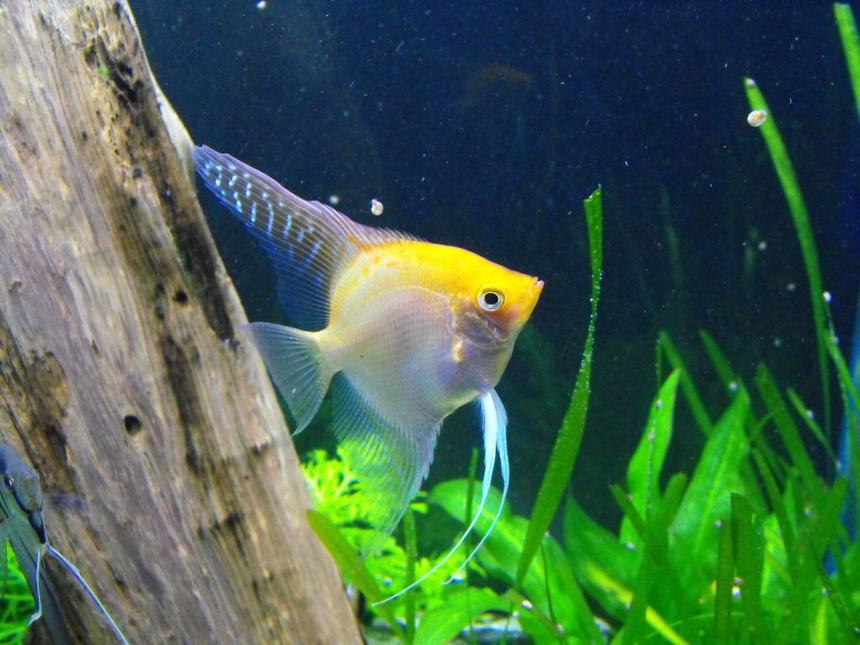 Rated #103: Freshwater Fish - Pterophyllum Sp. - Gold Veil Angel Stocking In 55 Gallons Tank - Angel Fish