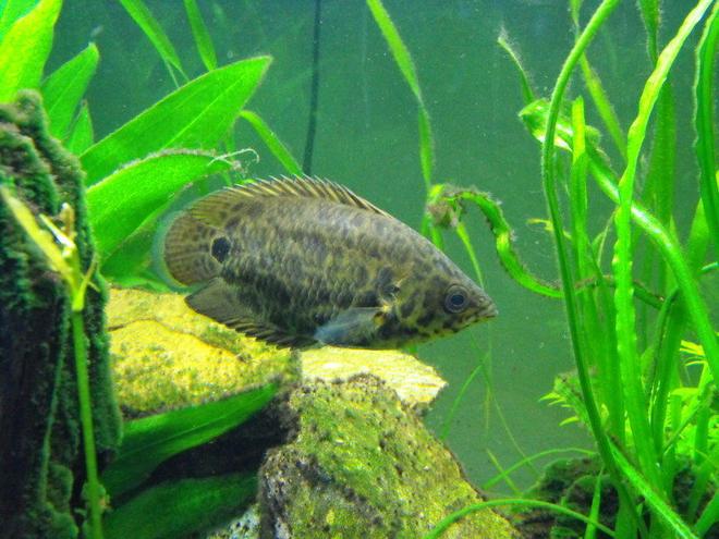 freshwater fish - ctenopoma acutirostre - leopard ctenopoma stocking in 55 gallons tank - Bushmaster Leopard Fish