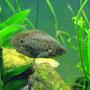 freshwater fish - ctenopoma acutirostre - leopard ctenopoma stocking in 55 gallons tank - Bushmaster Leopard Fish