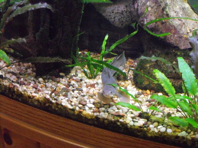 freshwater fish - polypterus senegalus - cuvier bichir stocking in 55 gallons tank - Senegal Bichir
