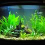 55 gallons planted tank (mostly live plants and fish) - 55 gallon african tank