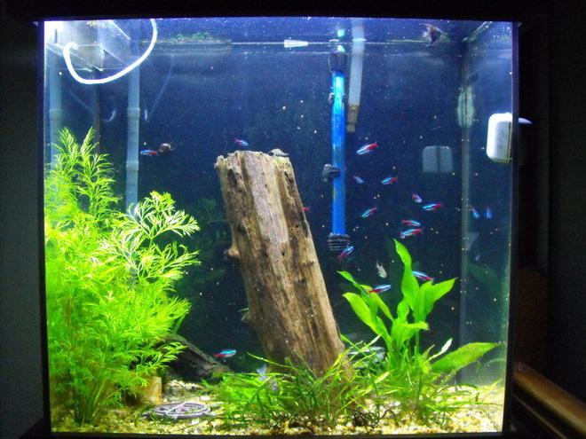 55 gallons planted tank (mostly live plants and fish) - 40 gallon tall amazon