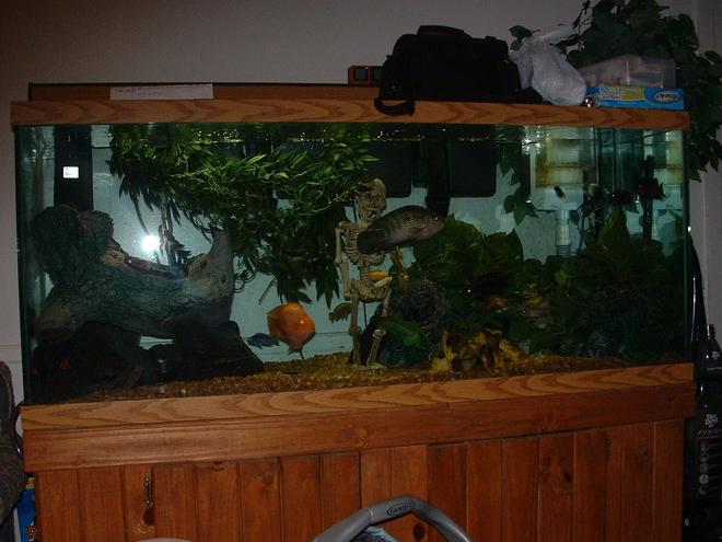 120 gallons freshwater fish tank (mostly fish and non-living decorations) - jack dempsey