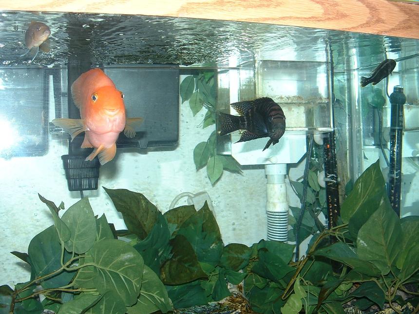 Rated #256: Freshwater Fish - Heros Severus X Amphilophus Citrinellum - Blood Parrot Stocking In 120 Gallons Tank - blood parrot