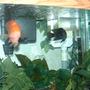 freshwater fish - heros severus x amphilophus citrinellum - blood parrot stocking in 120 gallons tank - blood parrot