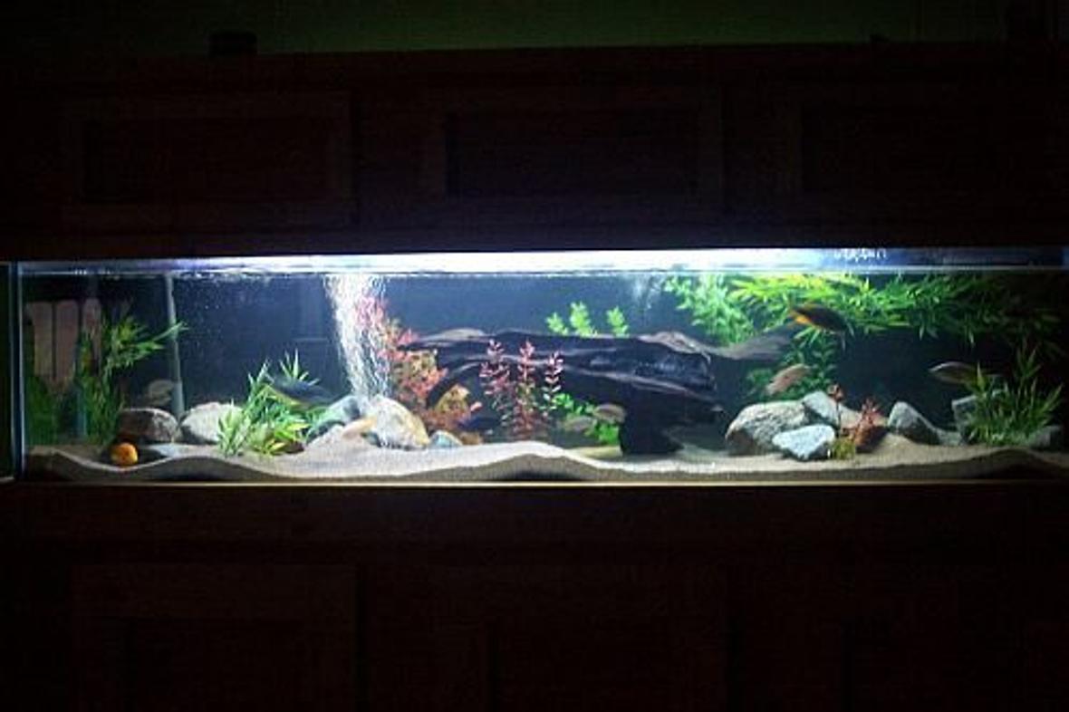 100 gallons freshwater fish tank (mostly fish and non-living decorations) - night view- 100 gallon african cichlid tank