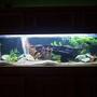 100 gallons freshwater fish tank (mostly fish and non-living decorations) - night view- 100 gallon african cichlid tank
