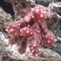 corals inverts - nephthyigorgia sp. - chili cactus coral stocking in 55 gallons tank - Chili Coral